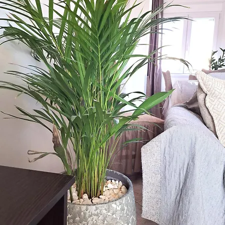 Alepou Leros * Alinda (Leros)